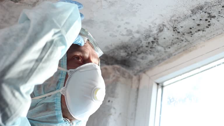 Professional Mold Removal in Bishop, CA